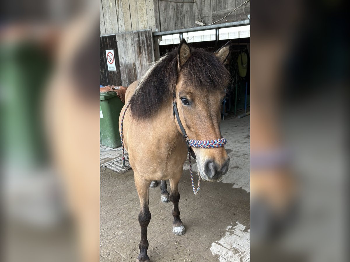 IJslander Merrie 8 Jaar 135 cm Falbe in Oberstenfeld