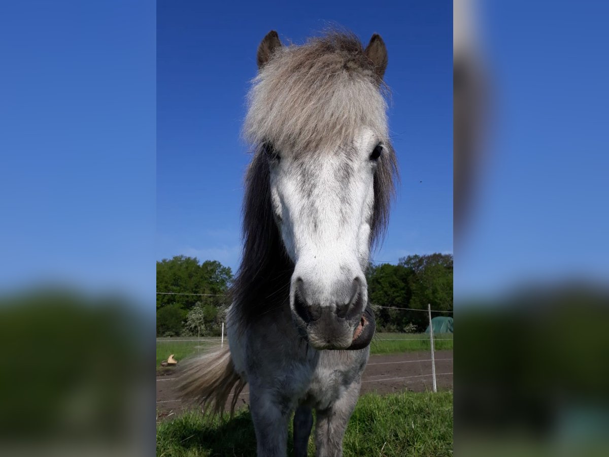 IJslander Merrie 9 Jaar 139 cm Appelschimmel in Edemissen