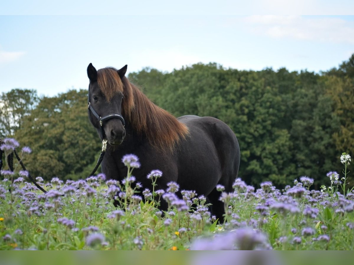 IJslander Merrie 9 Jaar 140 cm Bruin in Blunk