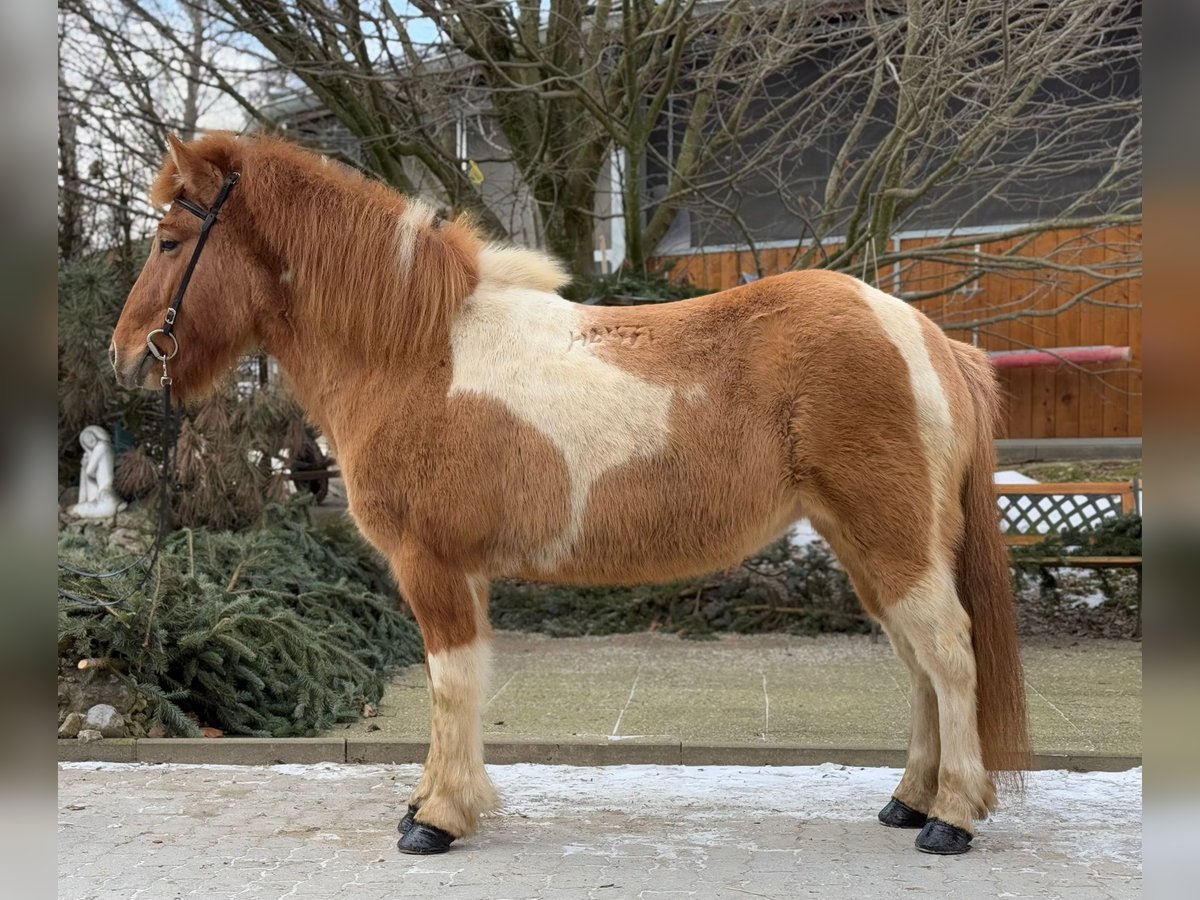 IJslander Merrie 9 Jaar 140 cm Gevlekt-paard in Lochen am See