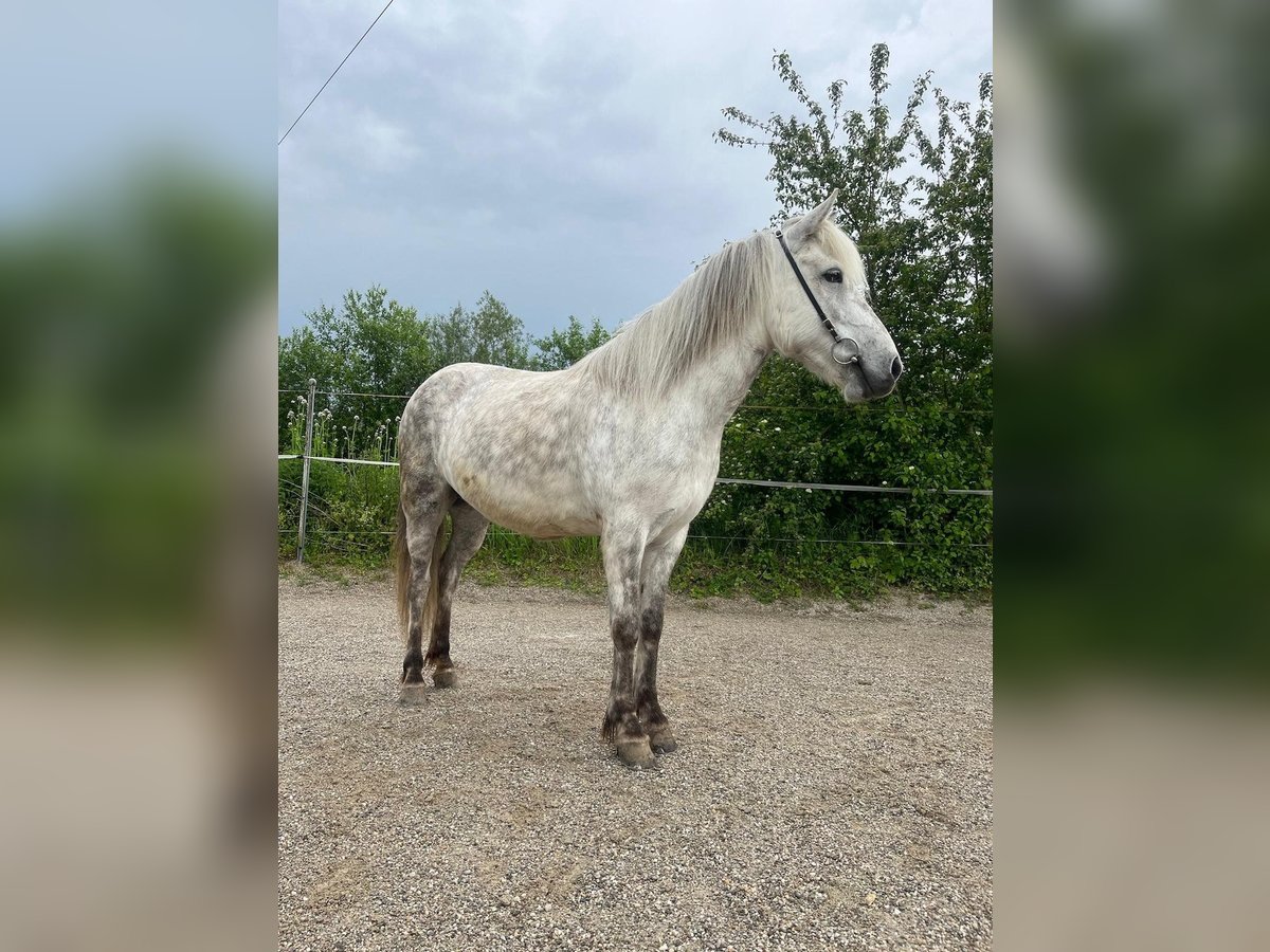 IJslander Merrie 9 Jaar 140 cm Schimmel in Bernau am Chiemsee