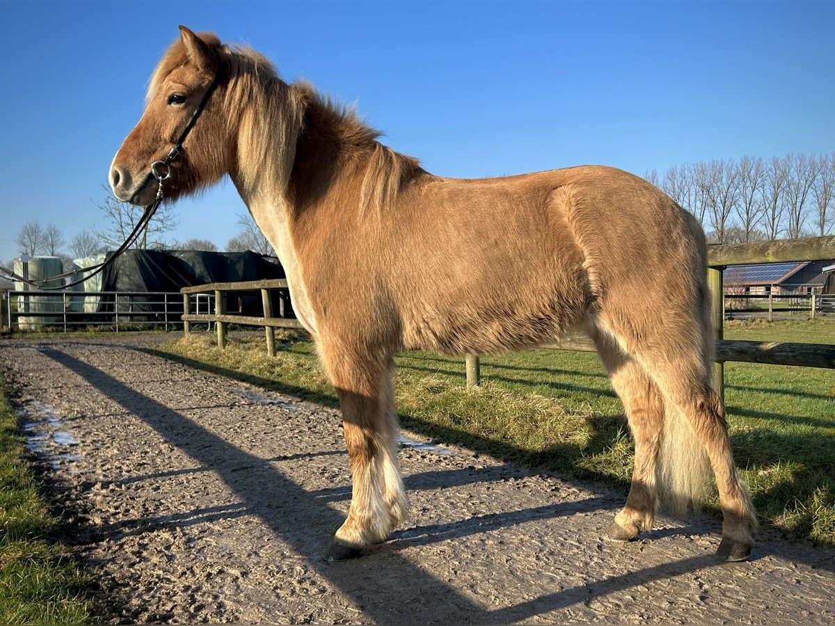 IJslander Merrie 9 Jaar 147 cm Falbe in Altenberge