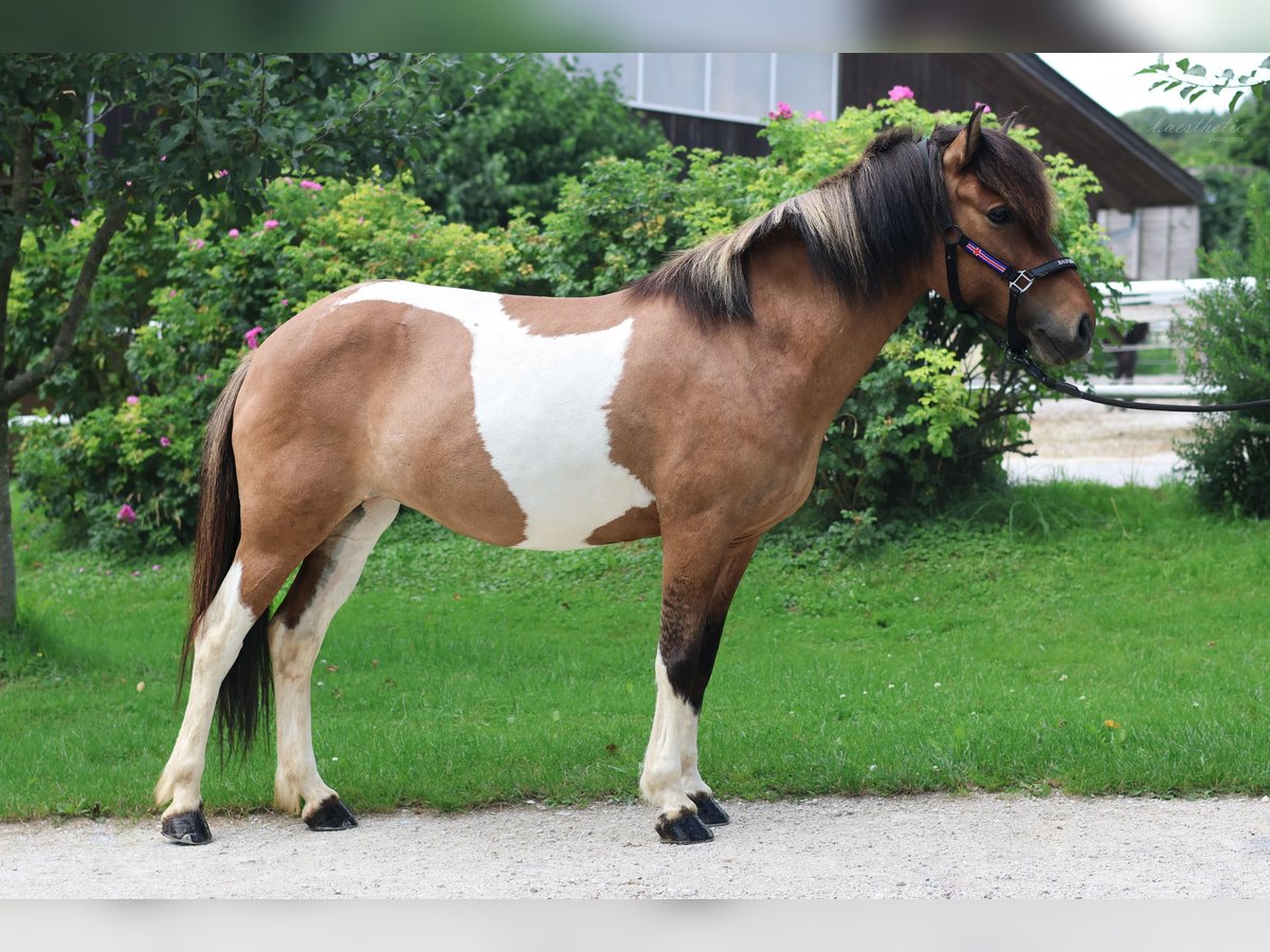 IJslander Merrie 9 Jaar Gevlekt-paard in Stra&#xDF;walchen