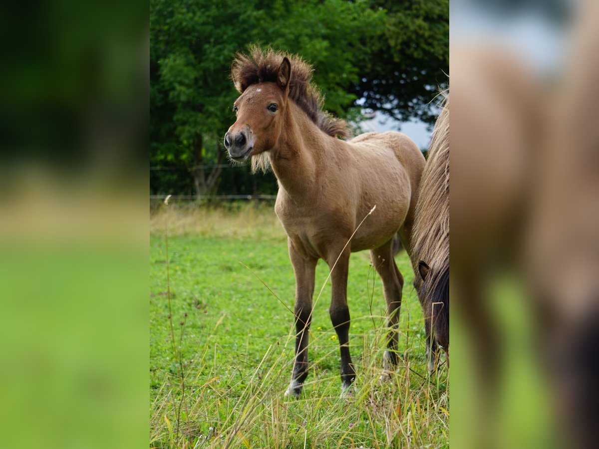 IJslander Merrie Veulen (04/2025) 135 cm Falbe in Denklingen