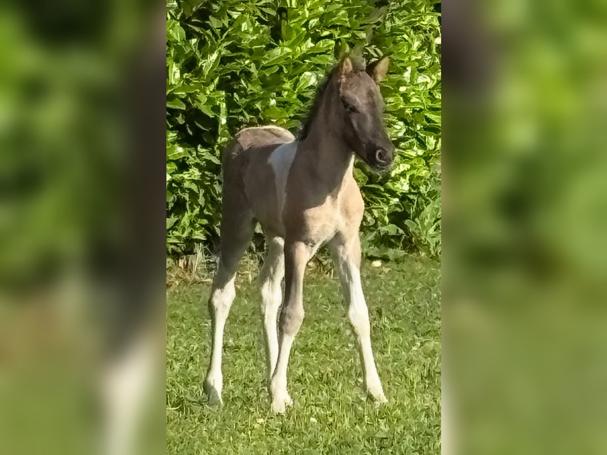 IJslander Merrie Veulen (06/2025) 140 cm Gevlekt-paard in S&#xFC;dlohn