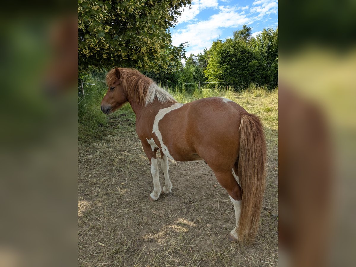 IJslander Ruin 14 Jaar 136 cm Gevlekt-paard in Lengefeld