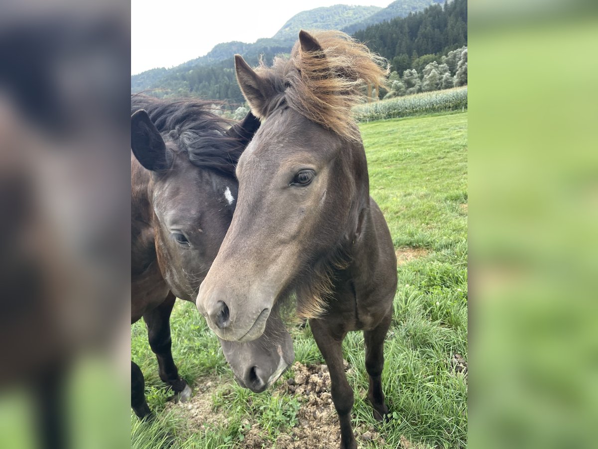 IJslander Ruin 1 Jaar Bruin in Greifenburg
