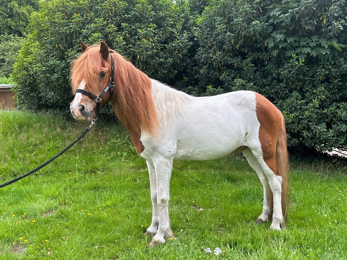 IJslander Ruin 21 Jaar 134 cm Gevlekt-paard in Wingst
