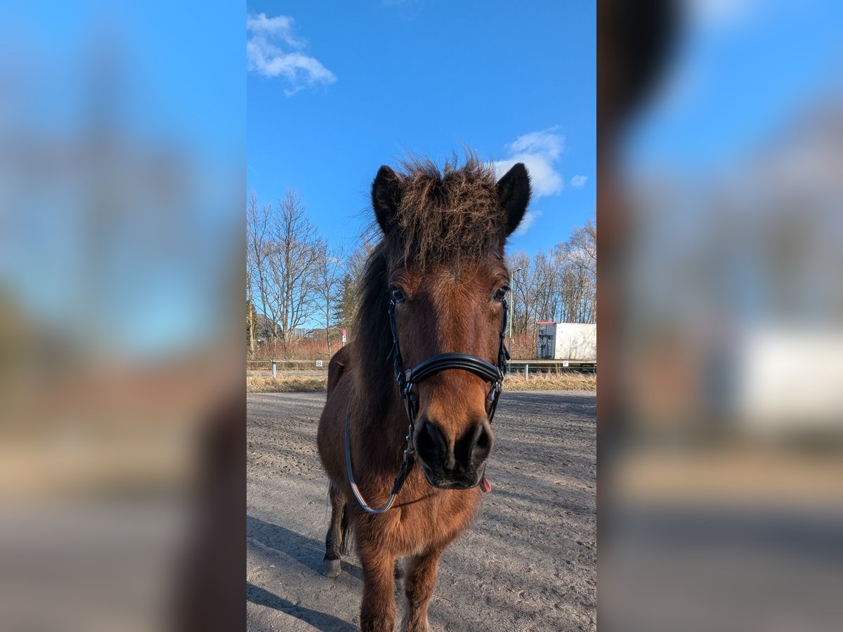 IJslander Ruin 21 Jaar 136 cm Roodbruin in Hagen