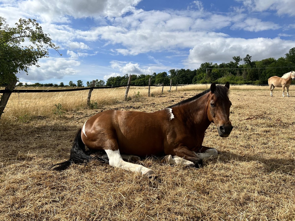 IJslander Mix Ruin 22 Jaar 140 cm Gevlekt-paard in Jühnde