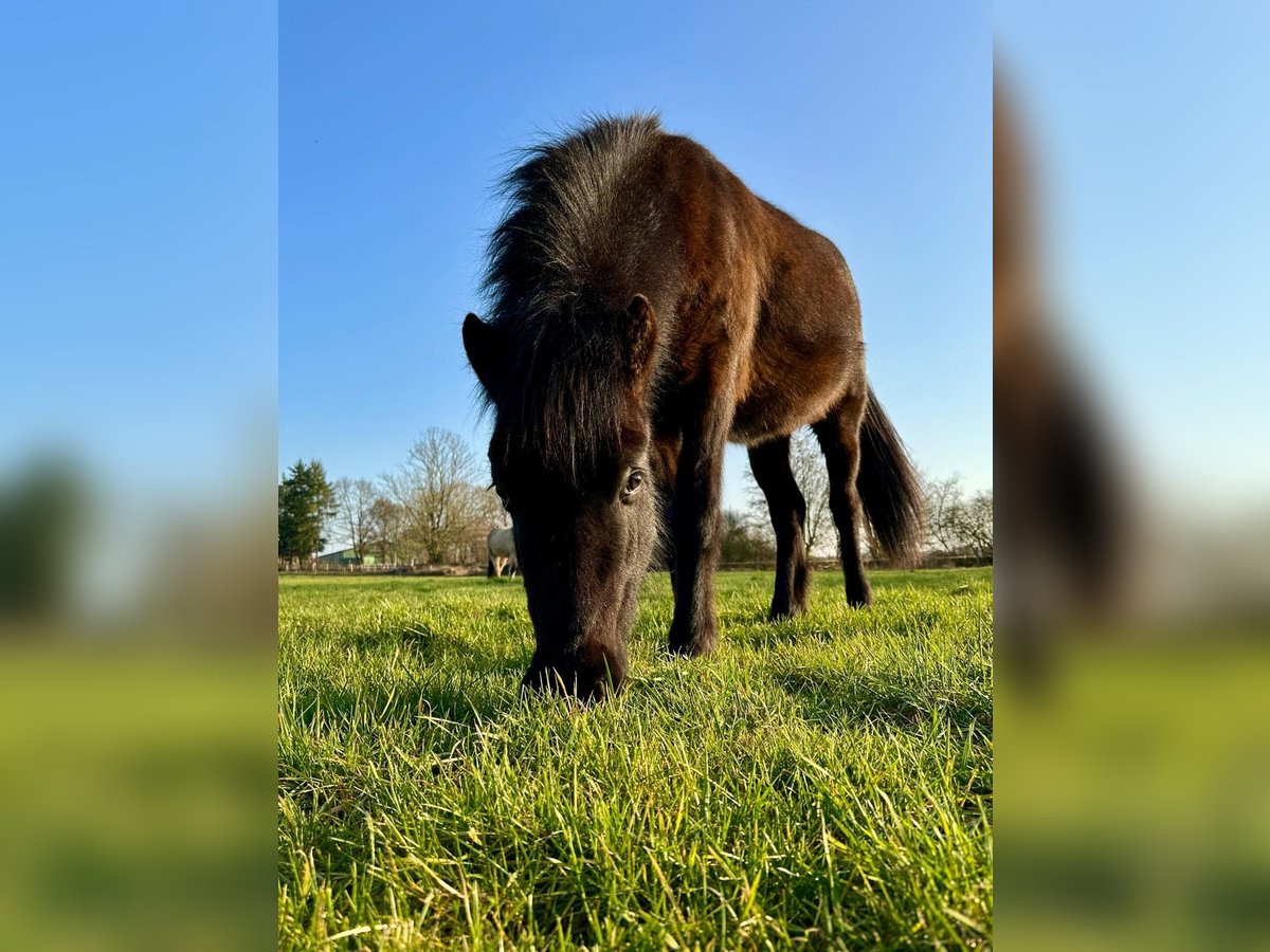 IJslander Ruin 2 Jaar 138 cm Zwart in Sch&#xFC;lp bei Nortorf