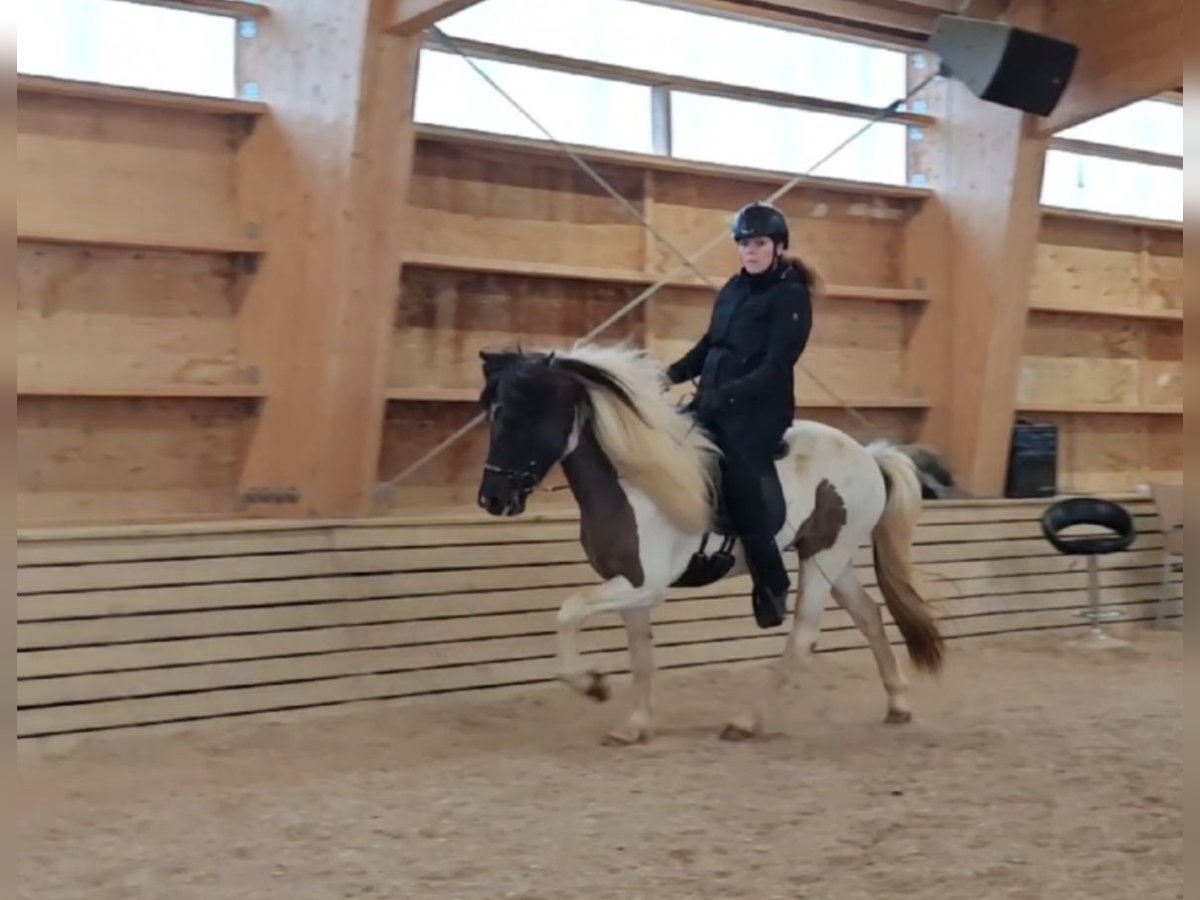 IJslander Ruin 4 Jaar Gevlekt-paard in Stykkish&#xF3;lmur