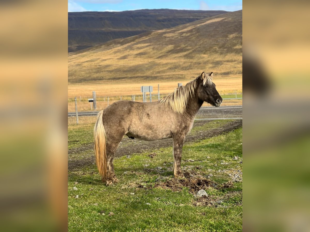 IJslander Ruin 4 Jaar in Reykjavik