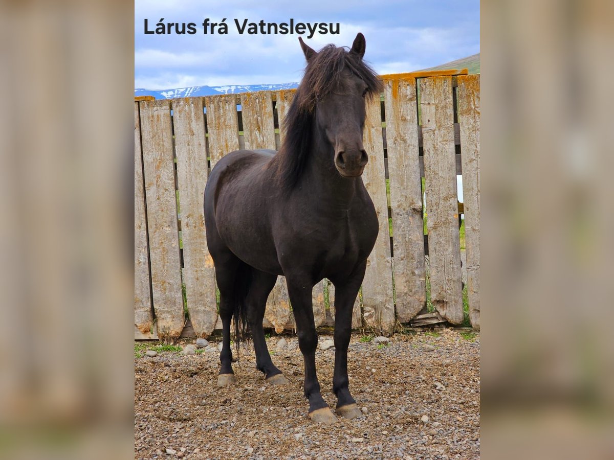 IJslander Ruin 5 Jaar in Reykjavik