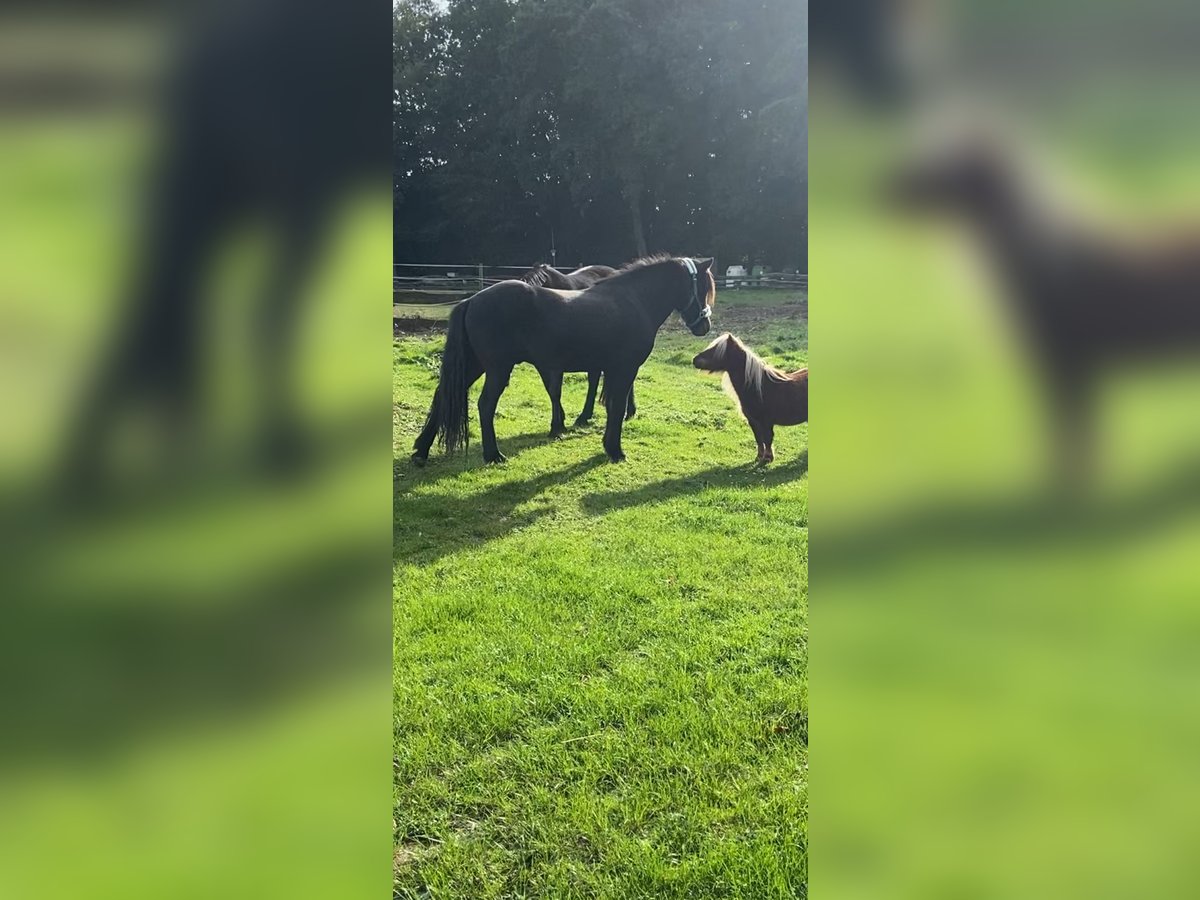 IJslander Ruin 7 Jaar 136 cm Donkerbruin in Bottrop