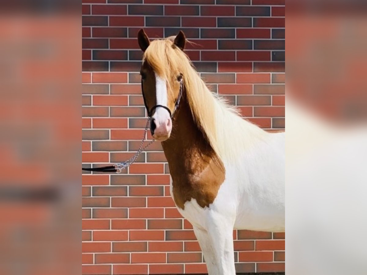 IJslander Ruin 7 Jaar 140 cm Gevlekt-paard in Zweibrücken