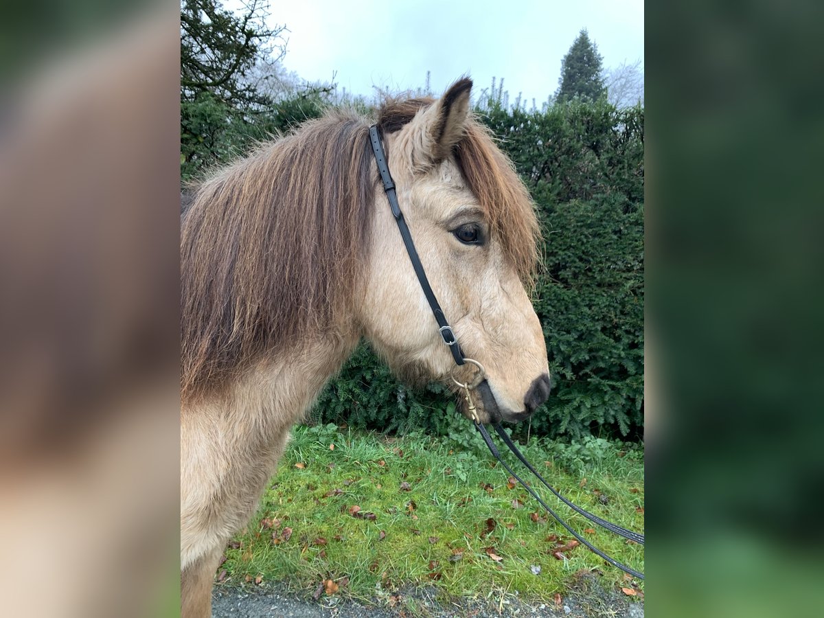 IJslander Ruin 8 Jaar 139 cm Buckskin in Ratingen