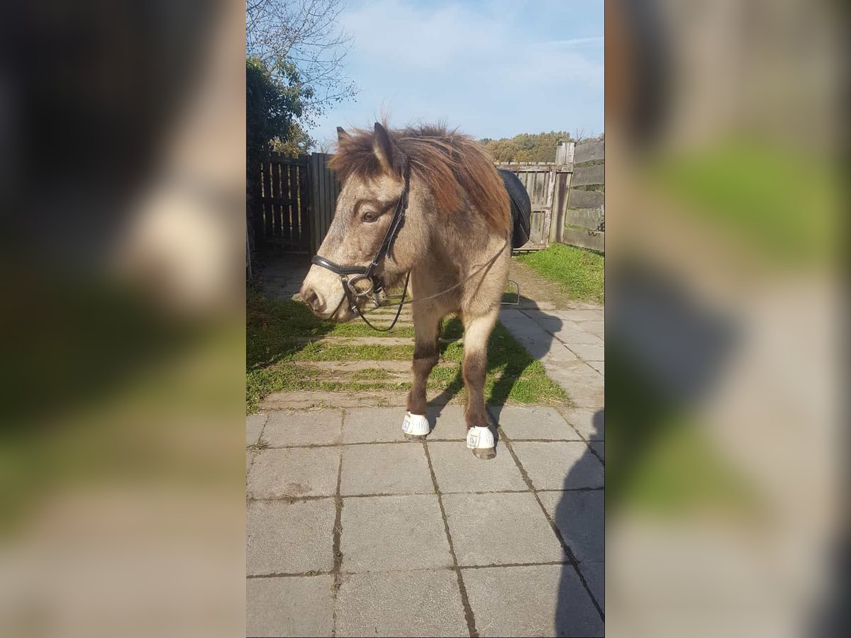 IJslander Ruin 8 Jaar 140 cm Buckskin in Alfter