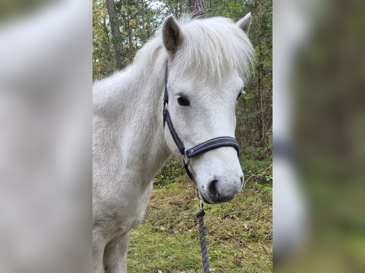 IJslander Ruin 8 Jaar 140 cm Schimmel in Schifferstadt