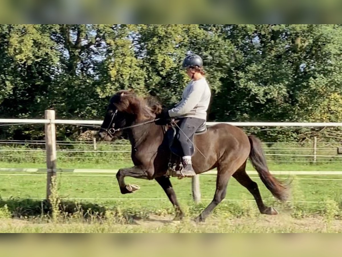 IJslander Ruin 8 Jaar 140 cm Zwartbruin in Lengerich