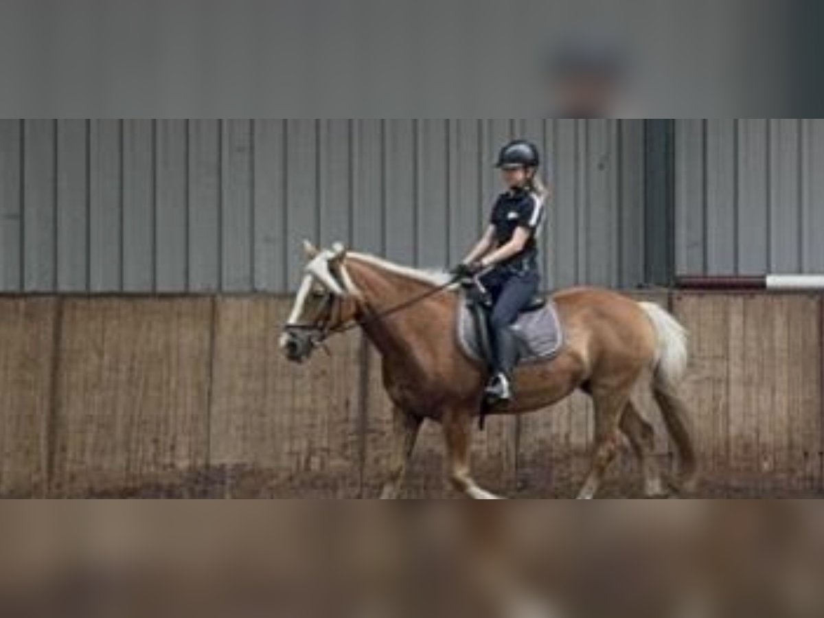 Ik zoek een verzorg pony 