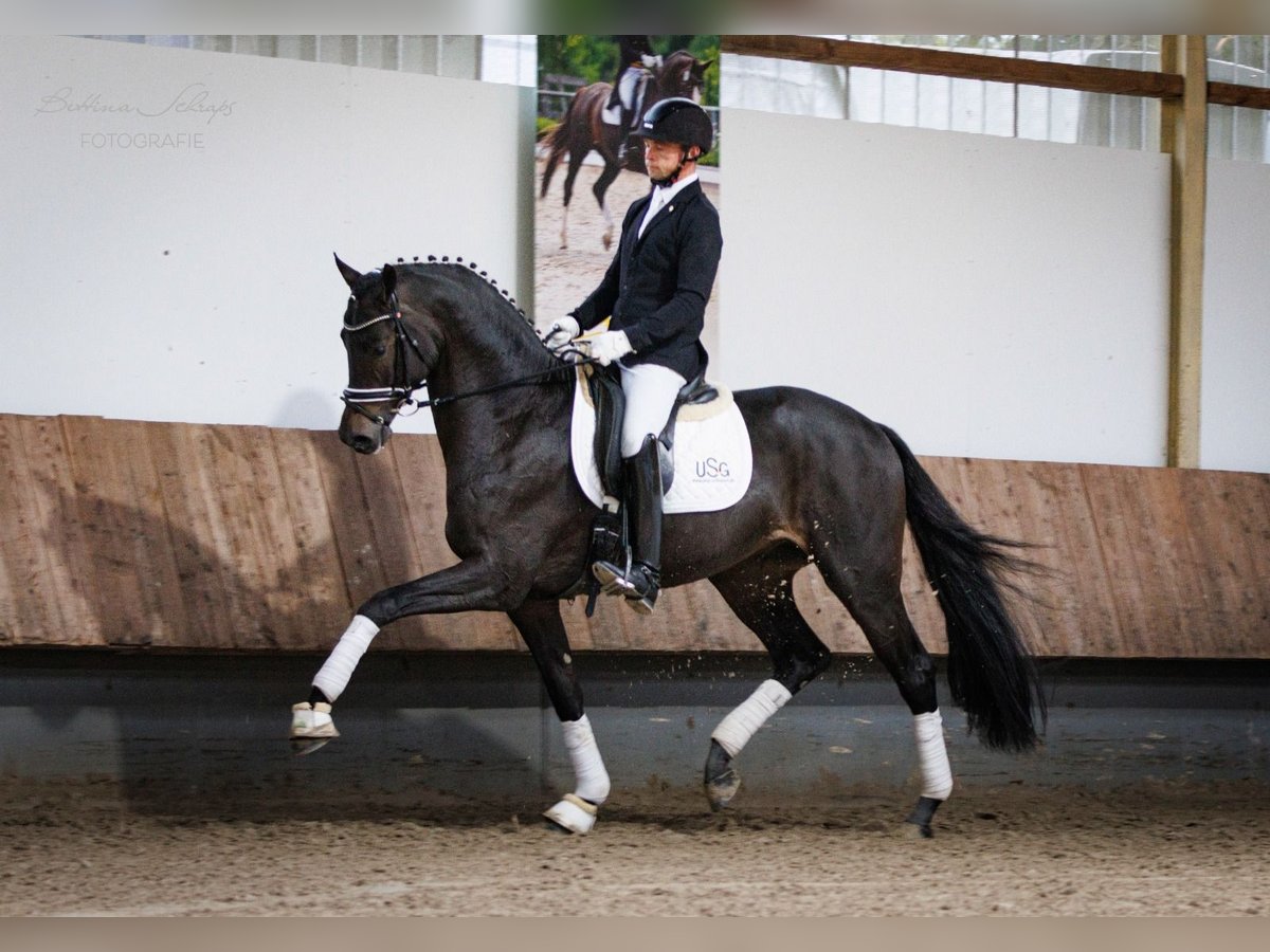 Impact Trakehner Stallone Baio scuro in Herbstein