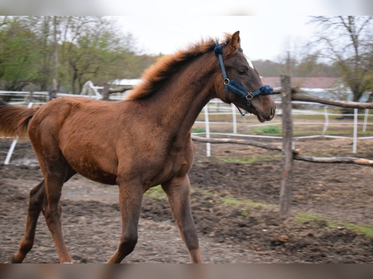 Indian Country-bred Horse Profile: Facts, Traits, Groom, Care