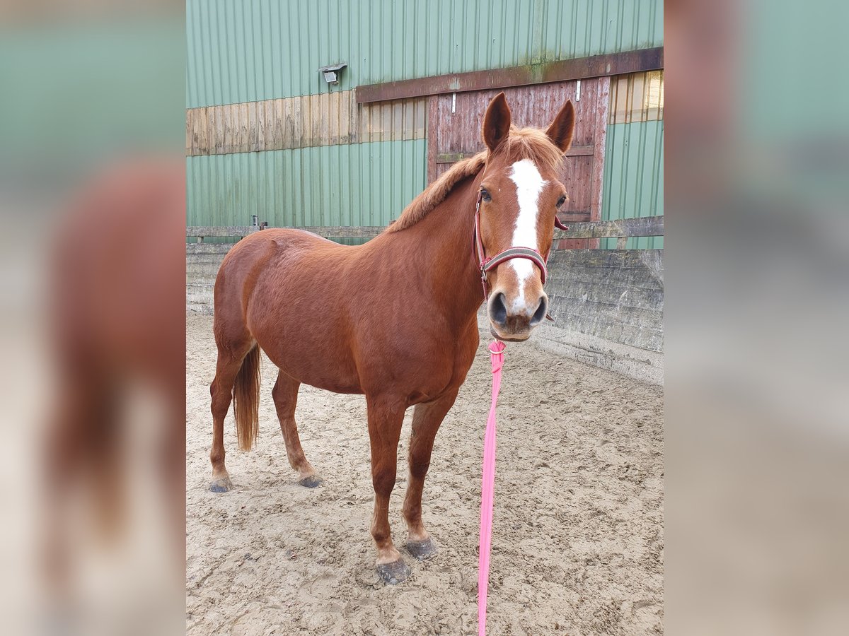 Inne konie gorącokrwiste Mix Klacz 10 lat 161 cm Kasztanowata in Engelskirchen