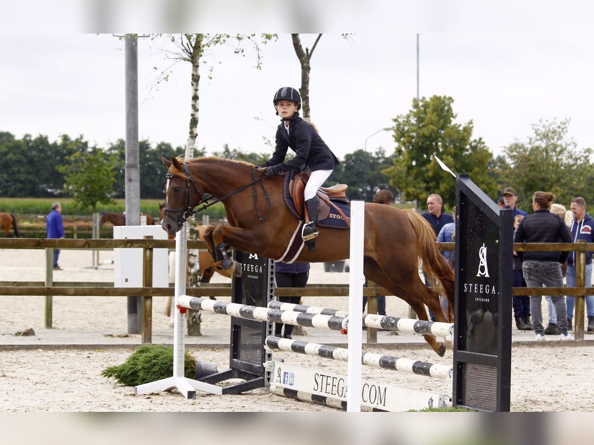 Inne konie gorącokrwiste Mix Klacz 11 lat 144 cm Kasztanowata in Baarlo