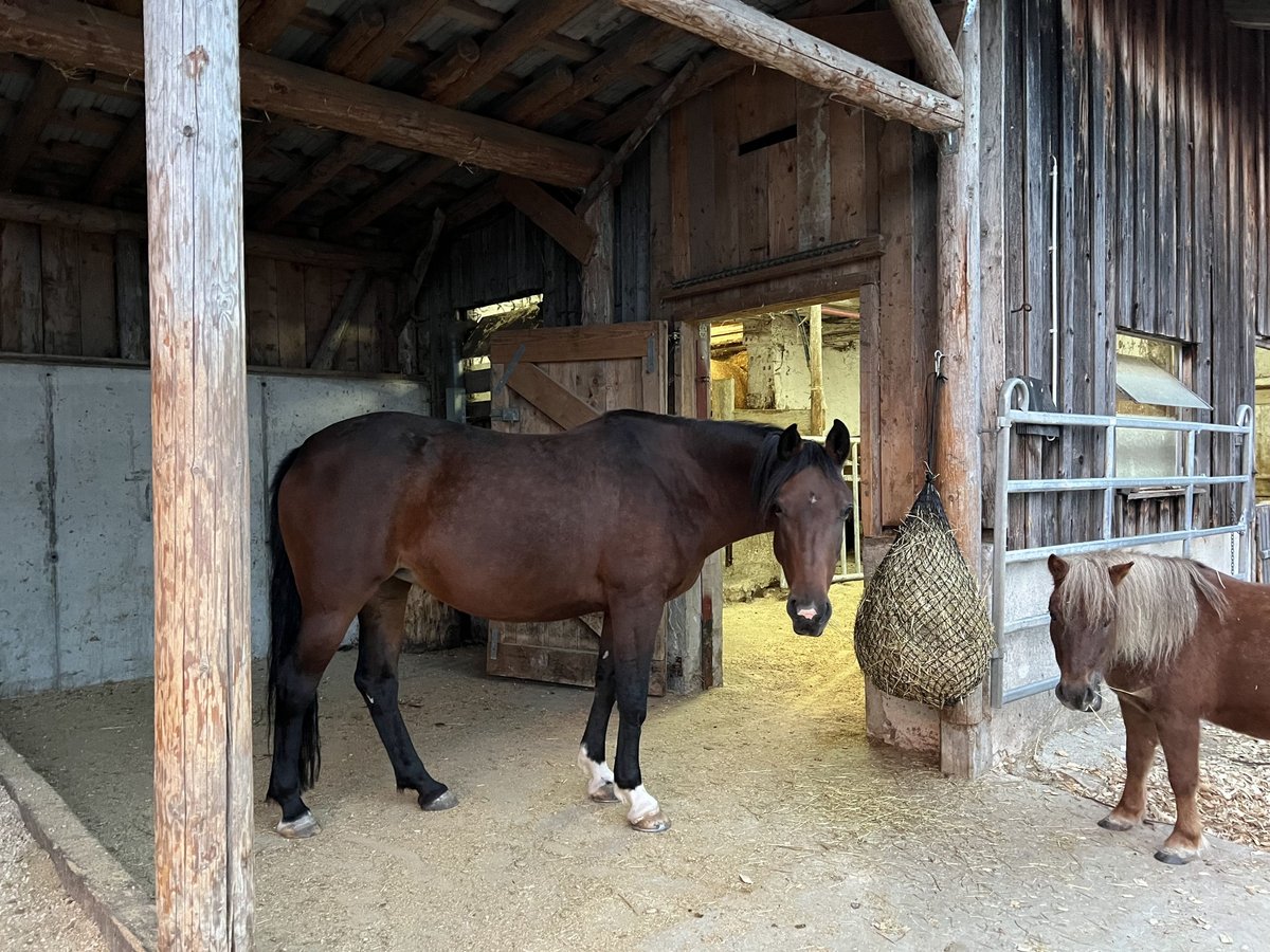 Inne konie gorącokrwiste Klacz 11 lat 150 cm Gniada in Gaildorf