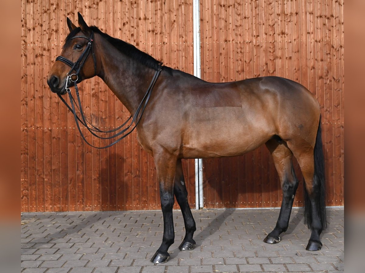 Inne konie gorącokrwiste Klacz 11 lat 172 cm Gniada in Karlsfeld