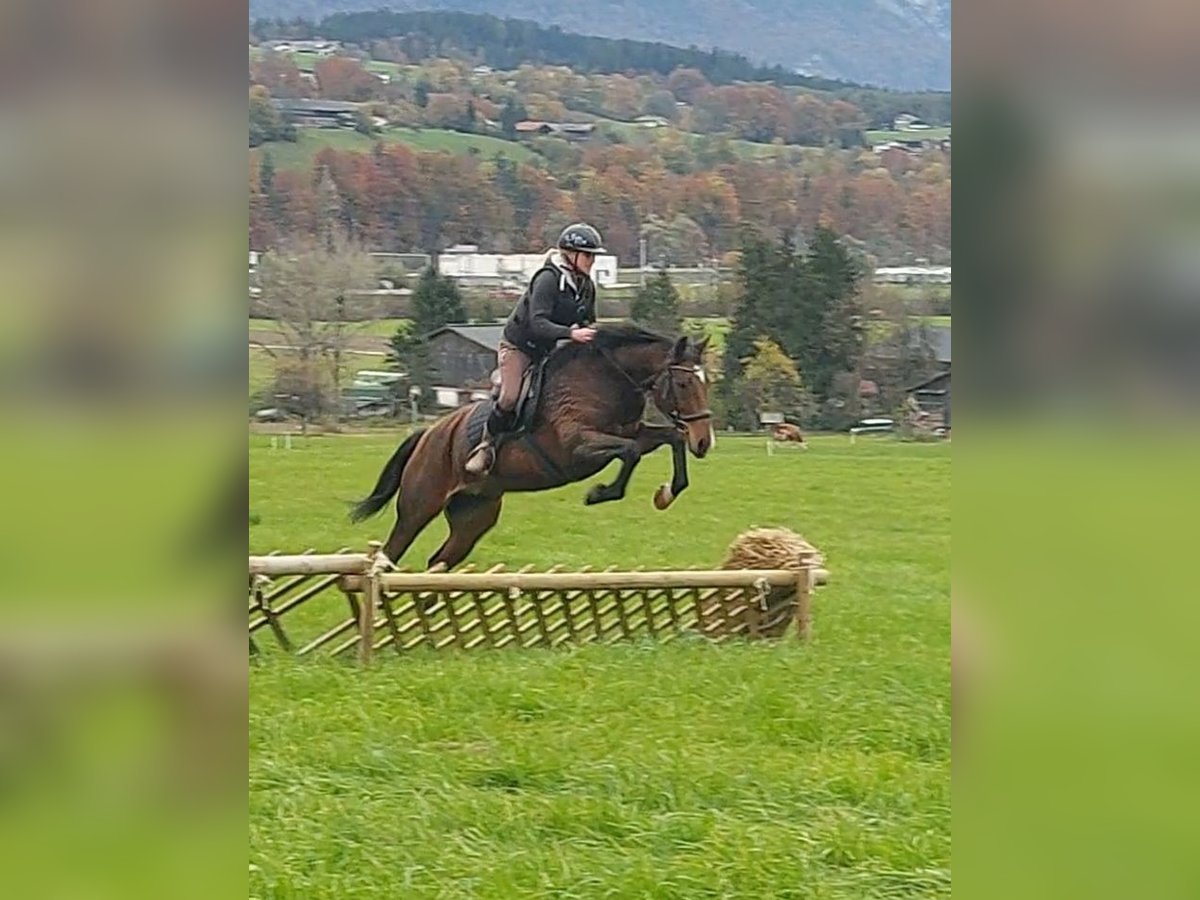 Inne konie gorącokrwiste Klacz 12 lat 157 cm Gniada in Kirchbichl