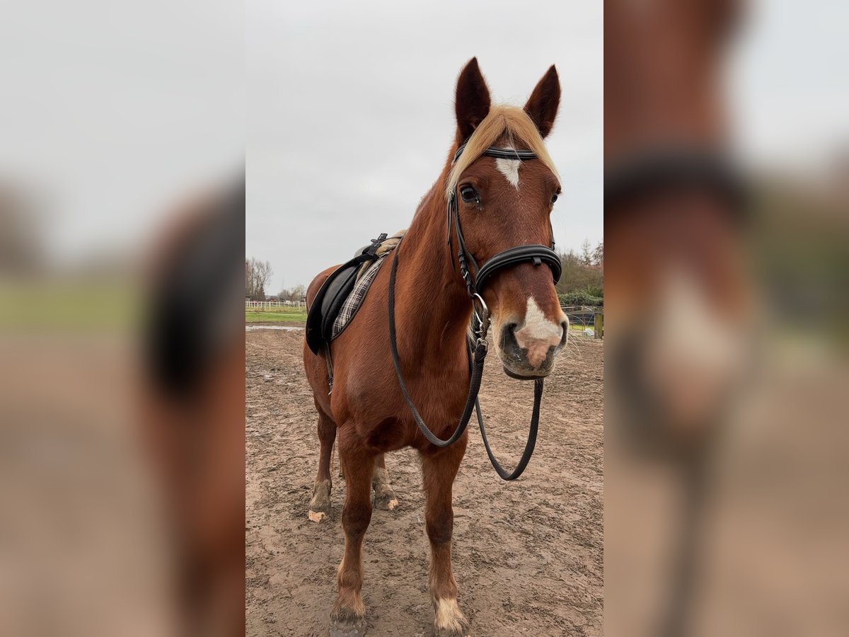 Inne konie gorącokrwiste Mix Klacz 15 lat 150 cm Kasztanowata in Falkensee