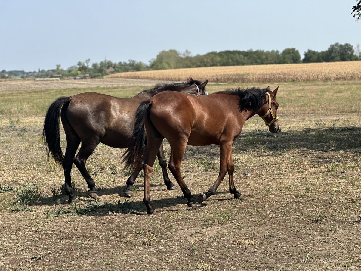 Inne konie gorącokrwiste Mix Klacz 1 Rok 170 cm Gniada in Kiskunhalas