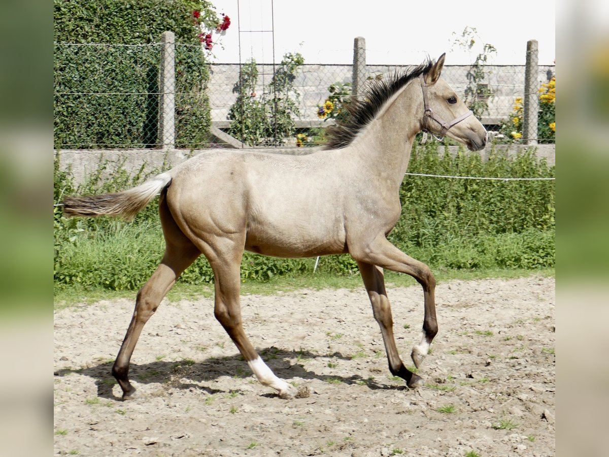 Inne konie gorącokrwiste Klacz 1 Rok 170 cm Jelenia in Borgentreich