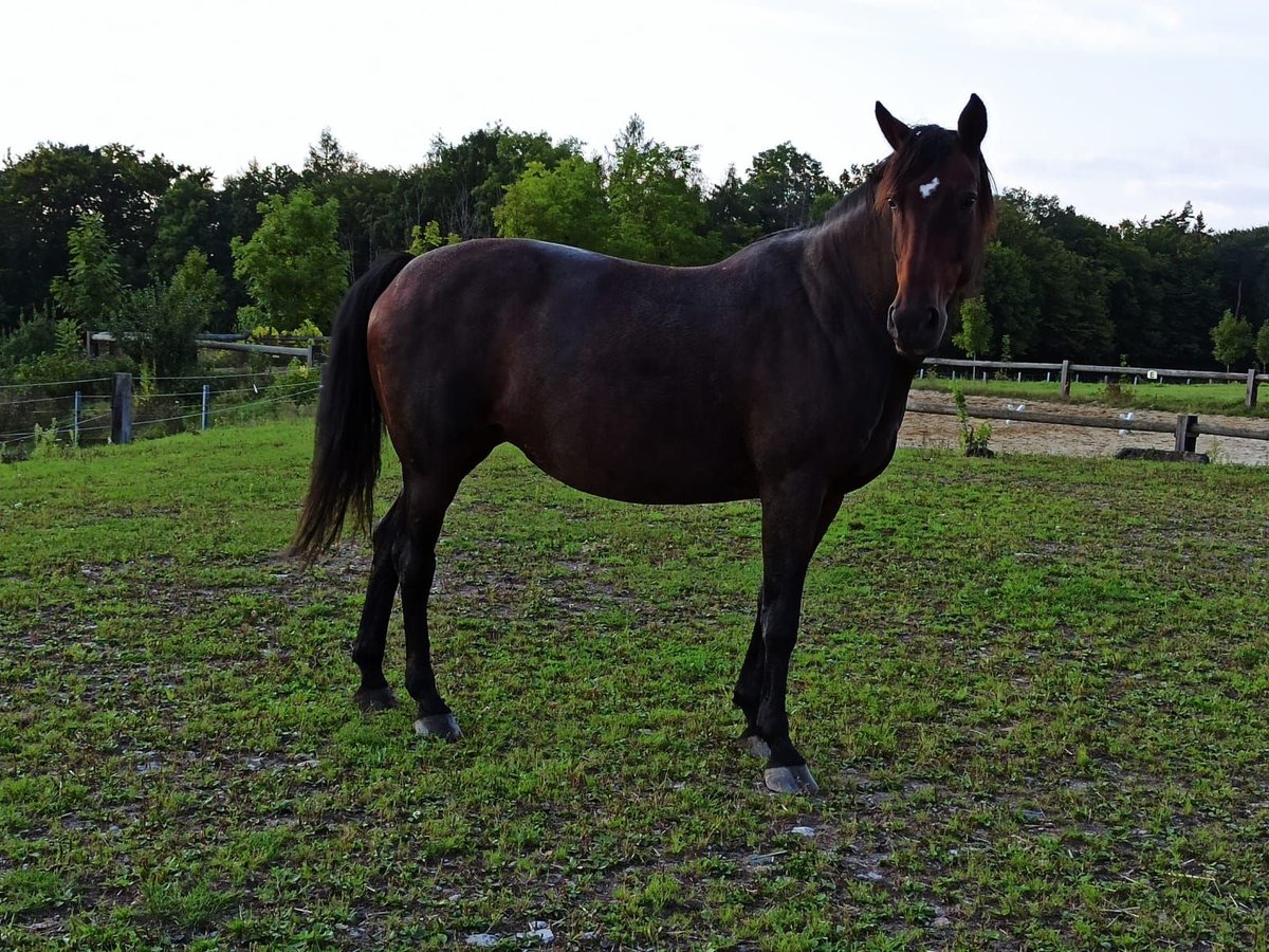 Inne konie gorącokrwiste Mix Klacz 24 lat 163 cm Gniada in Thedinghausen