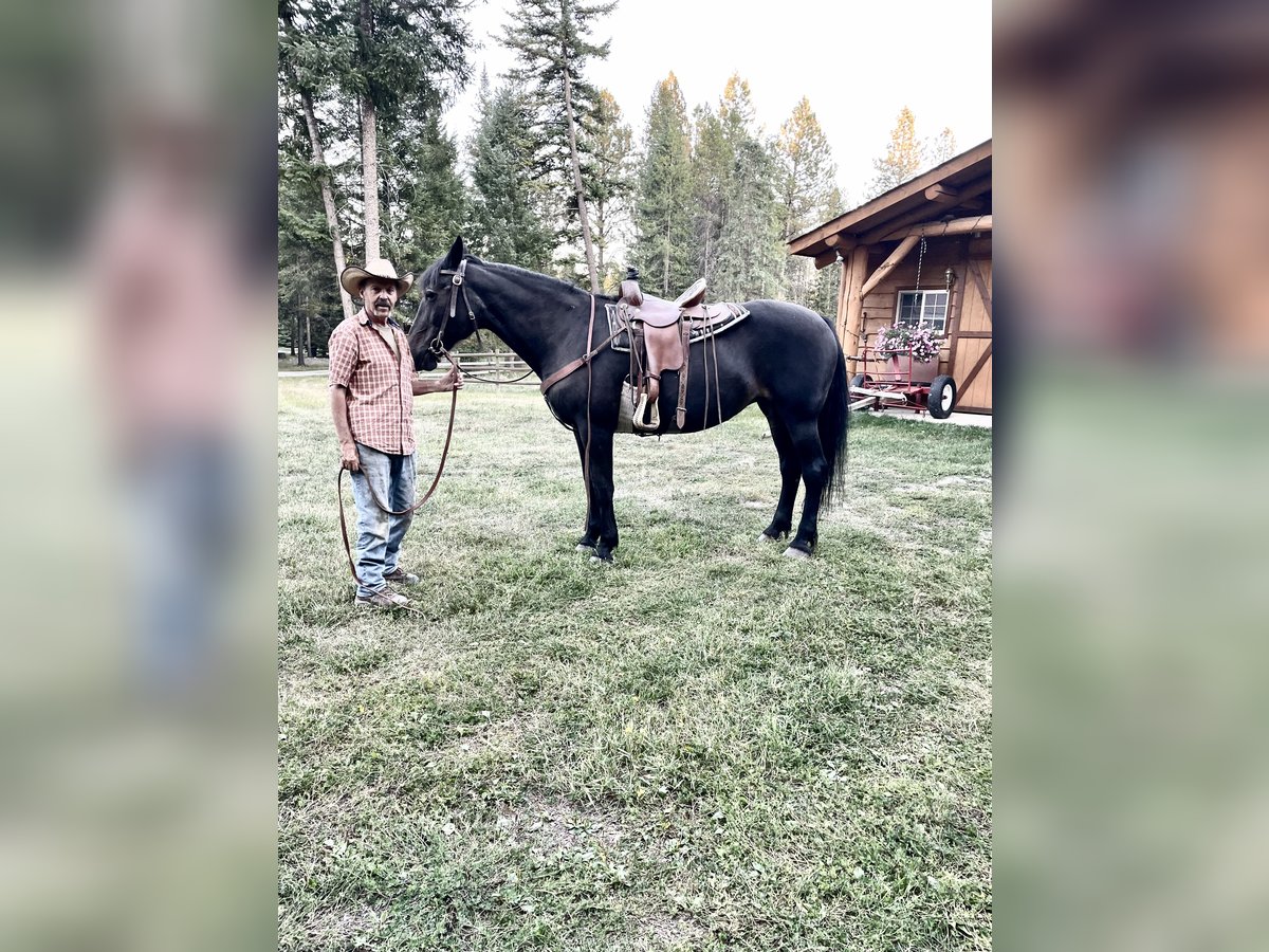 Inne konie gorącokrwiste Mix Klacz 28 lat 163 cm Ciemnogniada in Trego