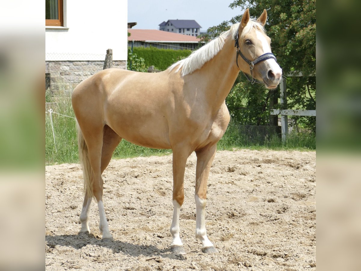Inne konie gorącokrwiste Klacz 3 lat 162 cm Izabelowata in Borgentreich