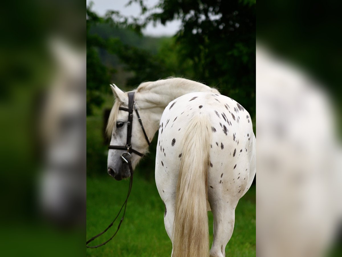 Inne konie gorącokrwiste Klacz 3 lat 163 cm Tarantowata in Siedleczek