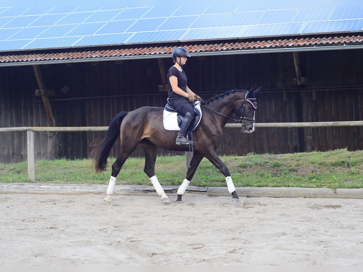 Inne konie gorącokrwiste Klacz 3 lat 164 cm Skarogniada in Wellheim