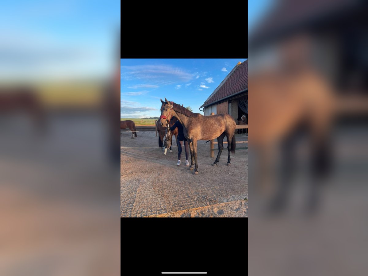 Inne konie gorącokrwiste Klacz 3 lat 165 cm Siwa jabłkowita in Geras