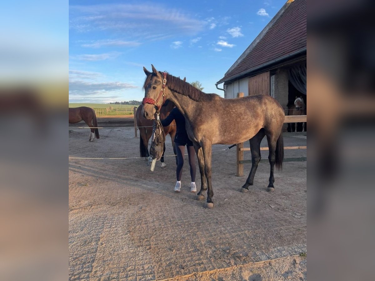 Inne konie gorącokrwiste Klacz 3 lat 165 cm Siwa jabłkowita in Geras