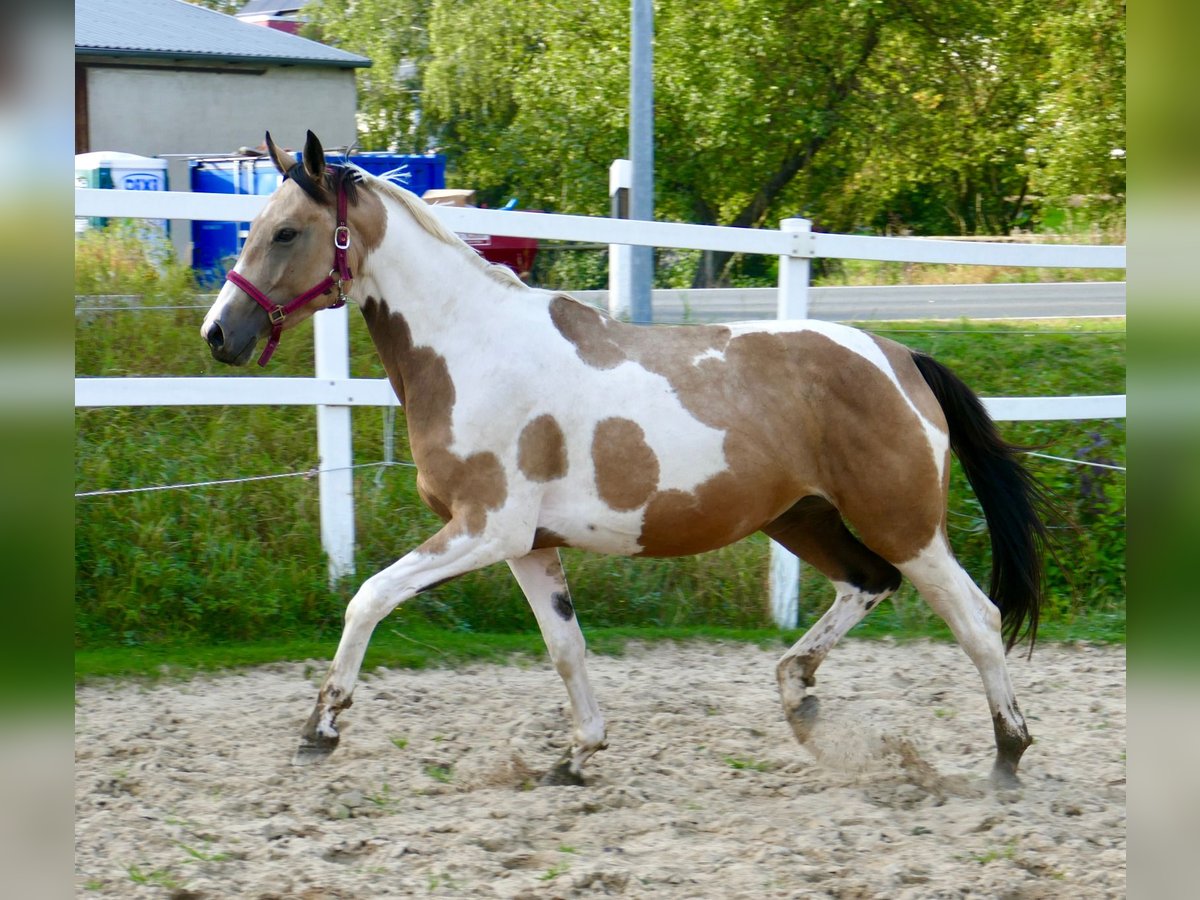 Inne konie gorącokrwiste Klacz 3 lat 166 cm Srokata in Borgentreich