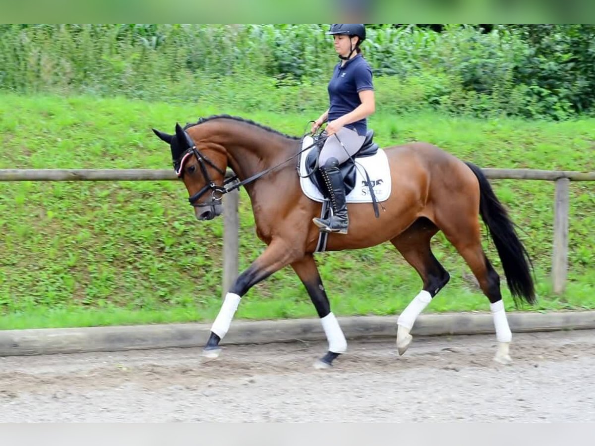 Inne konie gorącokrwiste Klacz 3 lat 168 cm Gniada in Wellheim