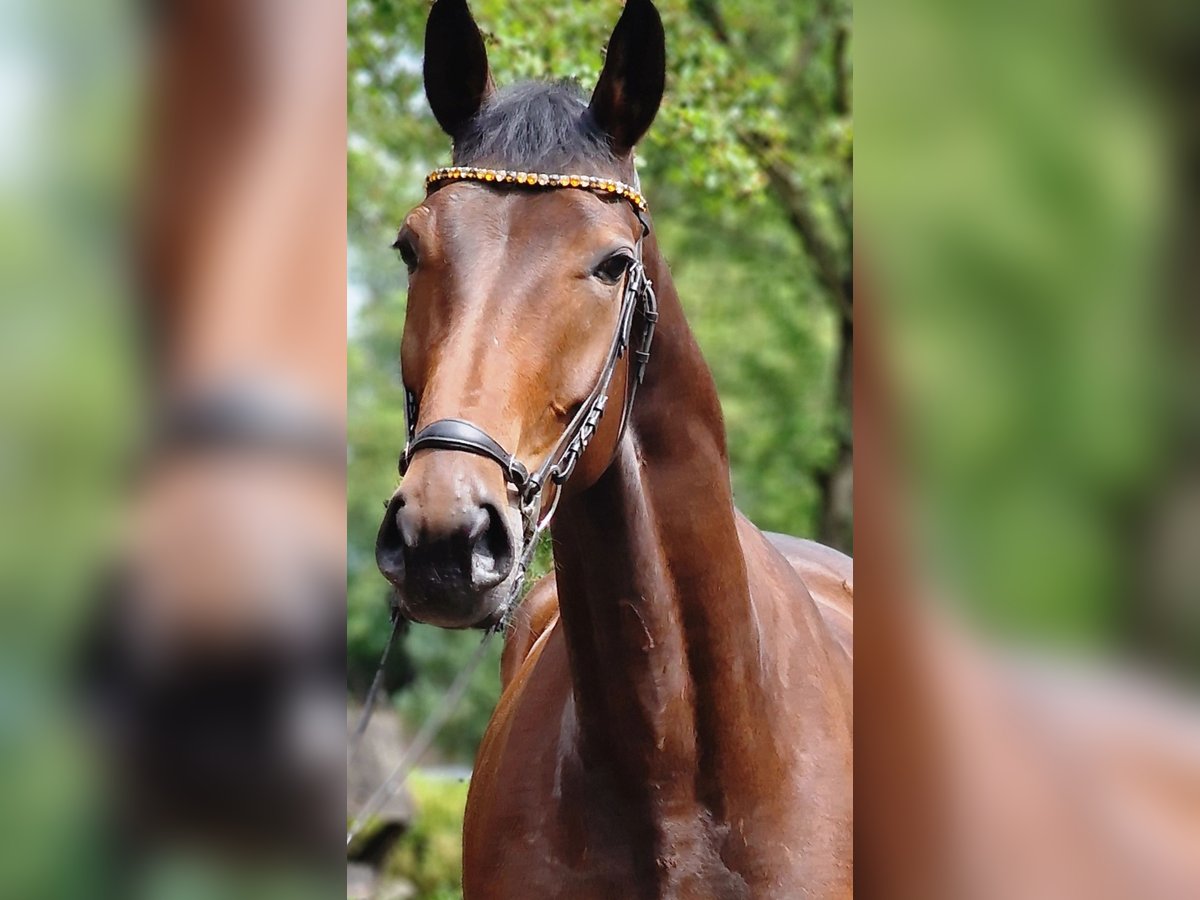Inne konie gorącokrwiste Klacz 4 lat 172 cm Gniada in Warendorf