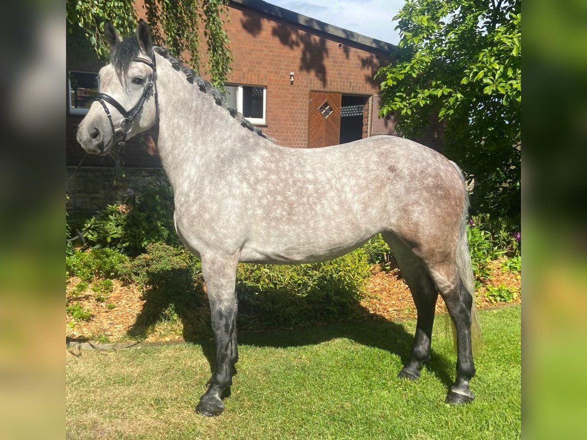 Inne konie gorącokrwiste Klacz 5 lat 160 cm Siwa in Hopsten