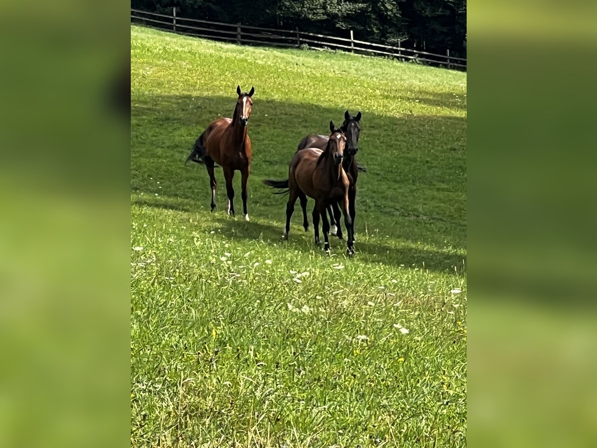 Inne konie gorącokrwiste Klacz 5 lat Gniada in Hetzmannsdorf