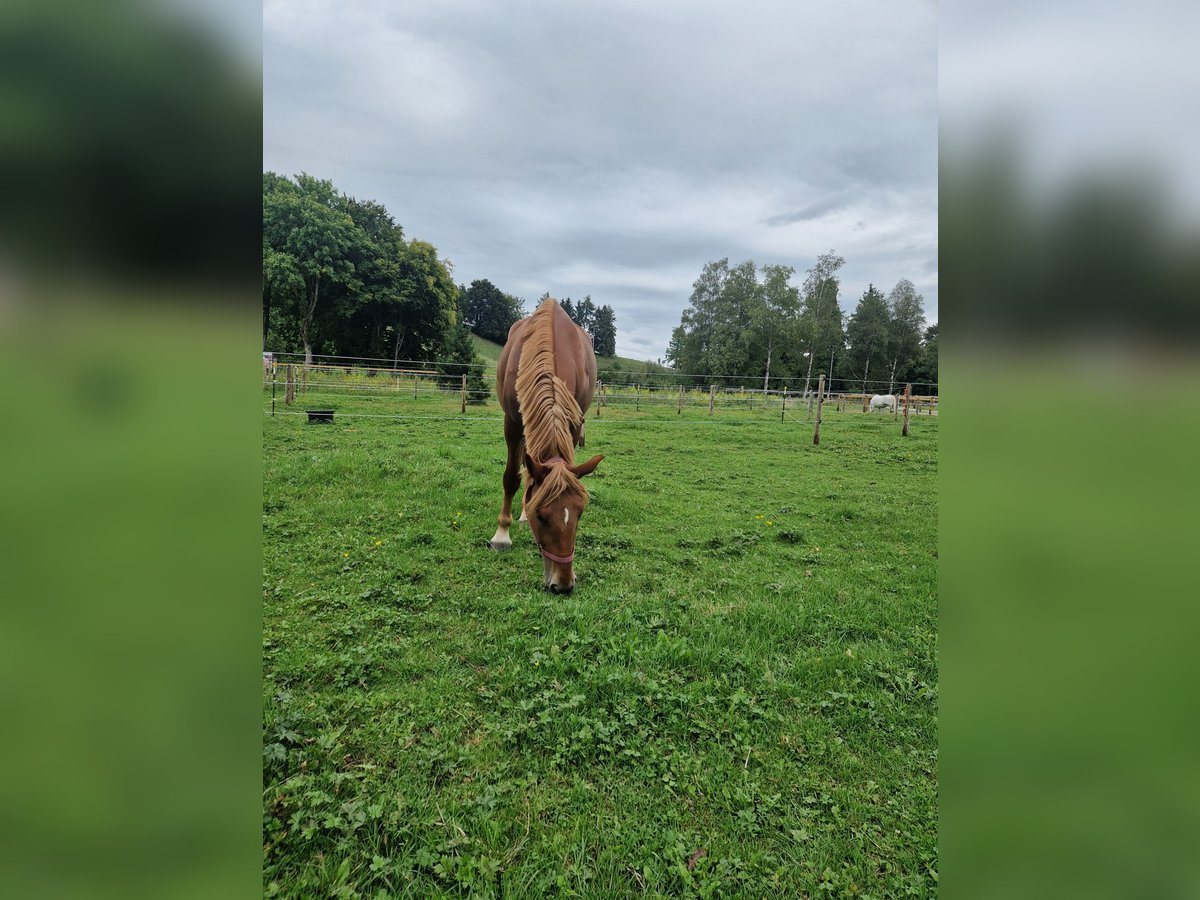 Inne konie gorącokrwiste Klacz 6 lat 160 cm Kasztanowata in Marktoberdorf Inne konie gorącokrwiste Klacz 6 lat 160 cm Kasztanowata in Marktoberdorf