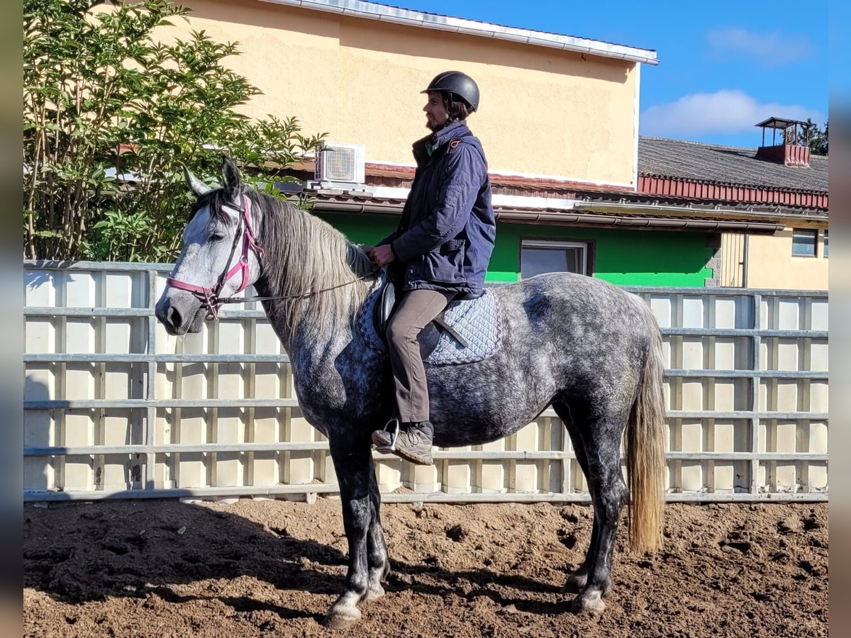 Inne konie gorącokrwiste Klacz 6 lat 160 cm Siwa jabłkowita in Buttstädt