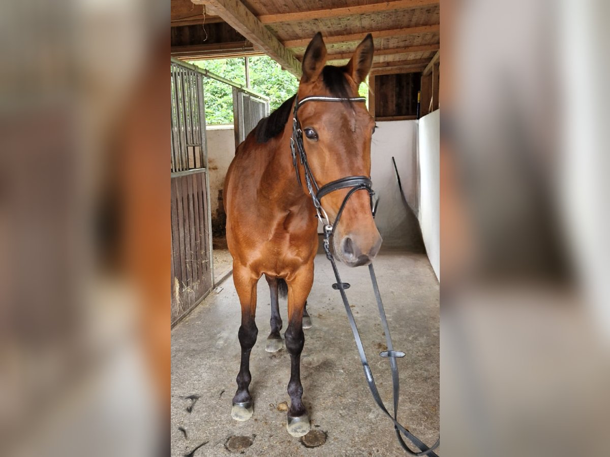 Inne konie gorącokrwiste Klacz 6 lat 164 cm Gniada in GUMMERN